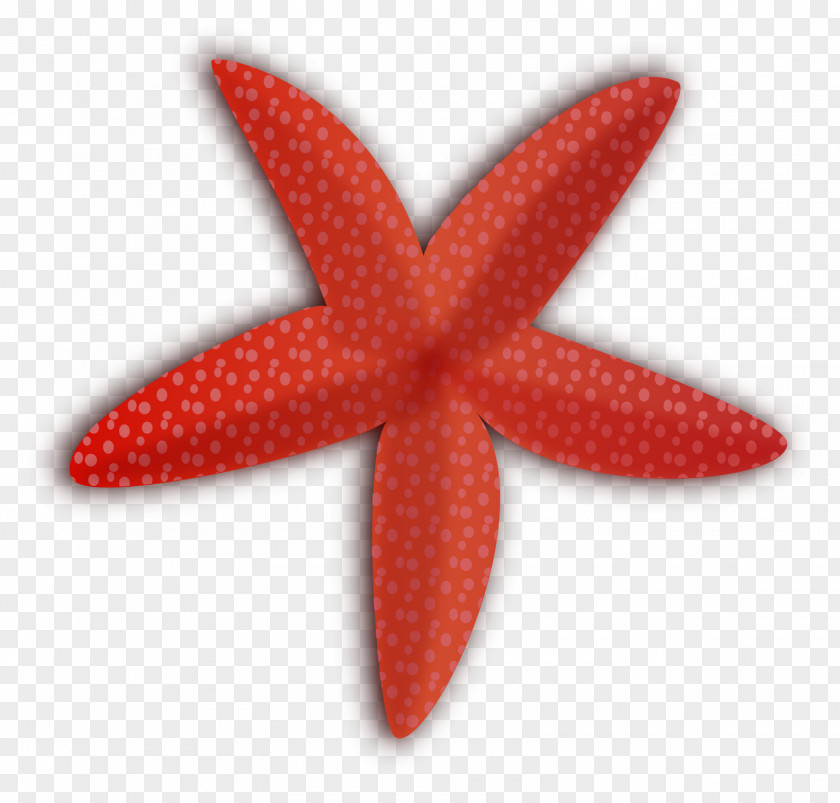 Starfish Clip Art For Summer PNG
