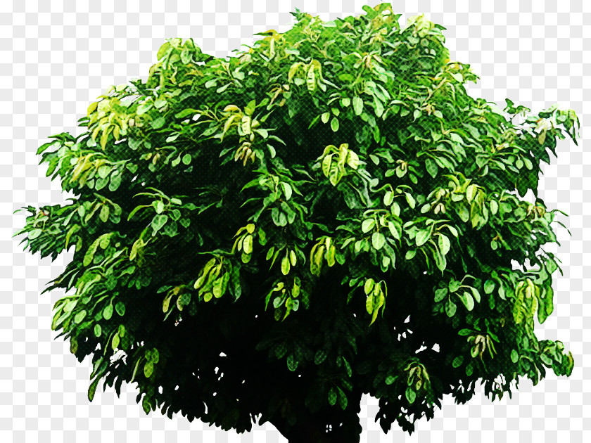 Tree Plant Flower Woody Leaf PNG