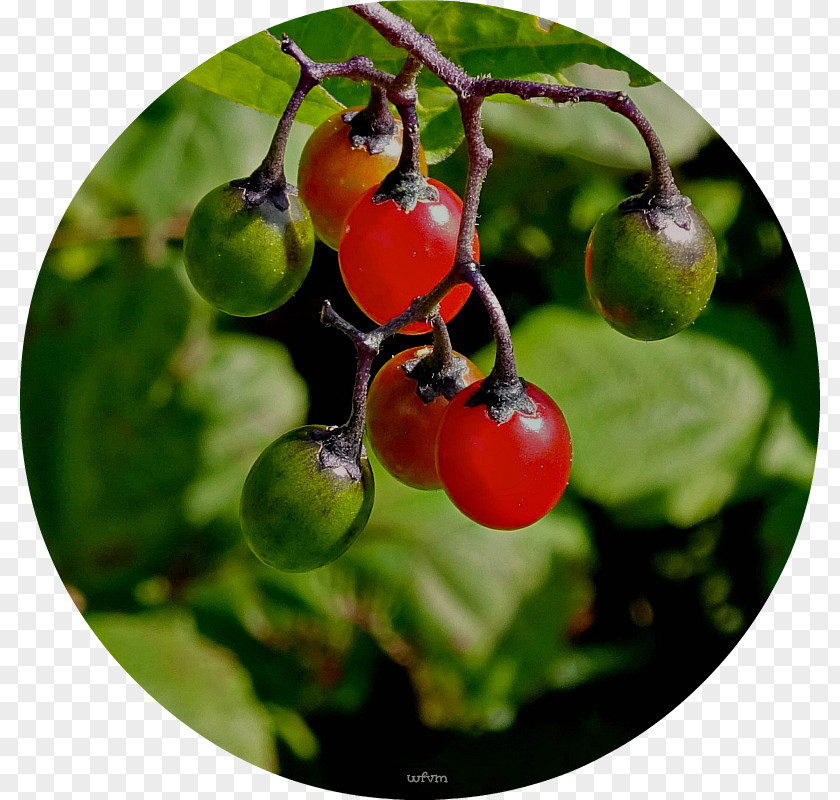 Wild Berry Tomato Rose Hip Zante Currant STXEA NR EUR Cherry PNG