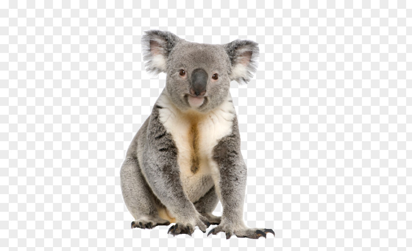 Koala Bear Cuteness PNG