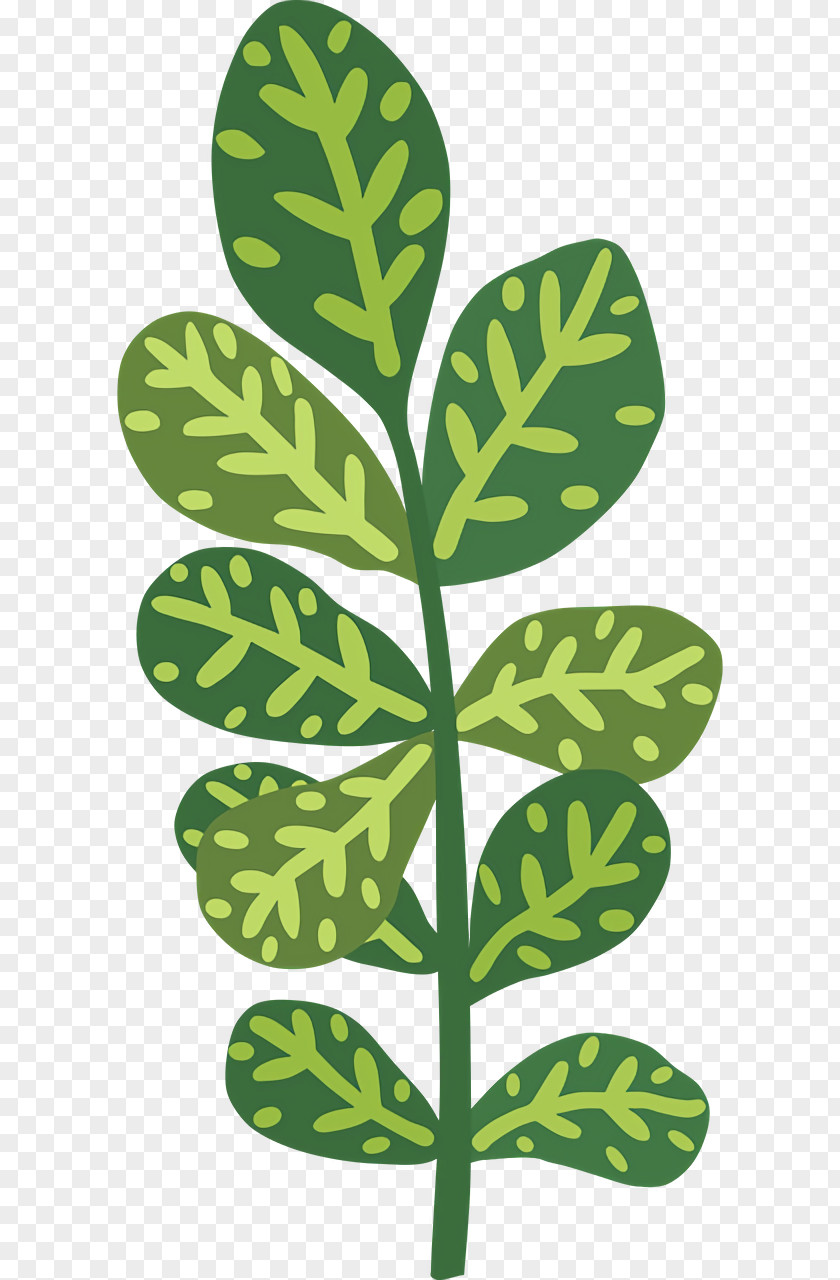 Leaf Plant Stem Tree Pattern Plants PNG