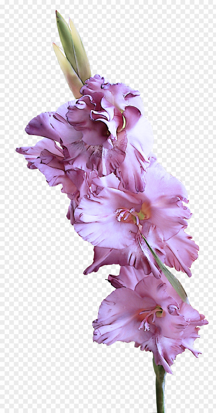 Purple Lilac Flower Flowering Plant Gladiolus Petal PNG
