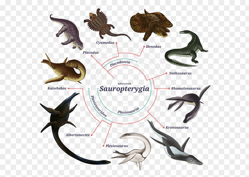 Sauropterygia Phylogenetic Tree Plesiosauria Biology Taxon PNG