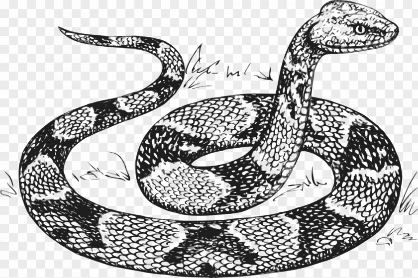 Anaconda Snake Python Drawing Clip Art PNG