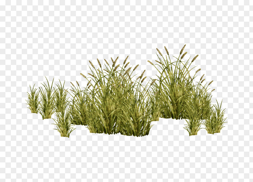Aquatic Plants Grasses Tree Plant PNG