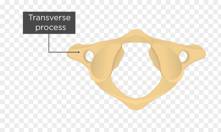 Atlas Axis Articular Processes Cervical Vertebrae Joint PNG