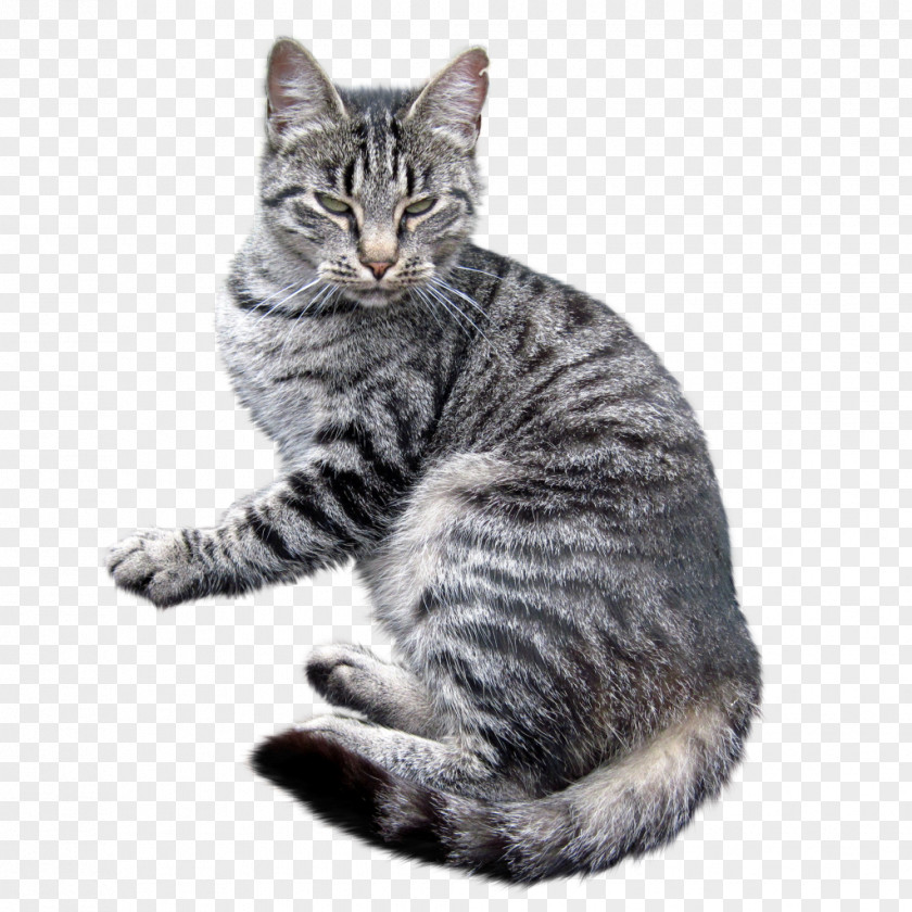 Cat American Shorthair Bobtail European Kurilian Wirehair PNG