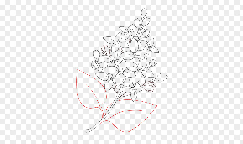 Chrysanthemum Drawing Visual Arts Black And White PNG
