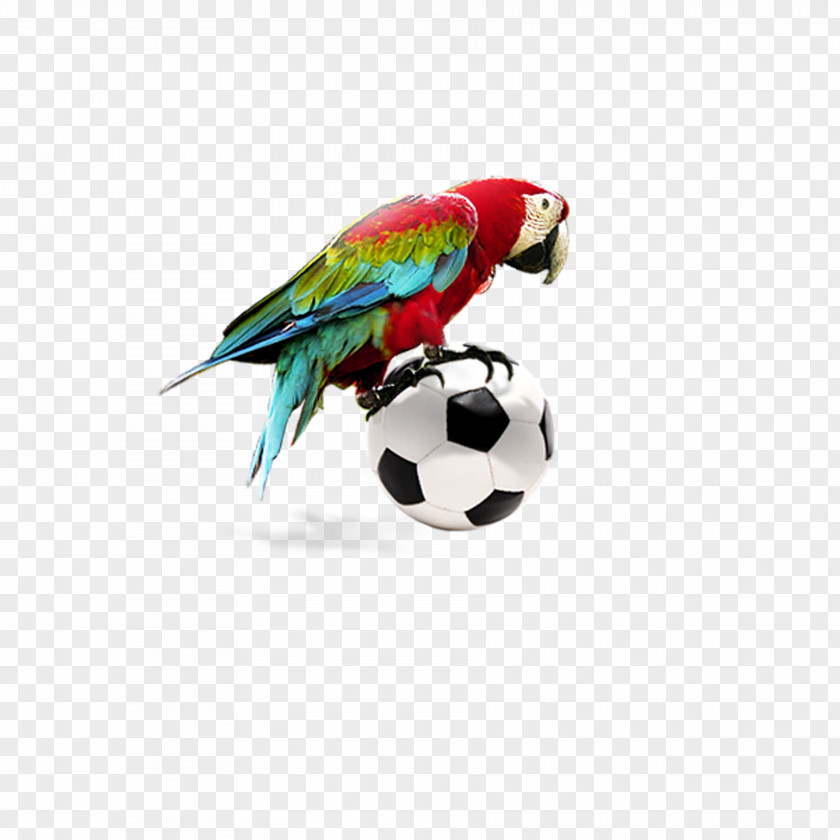 Football Decorative Parrot Amazon Bird Macaw PNG