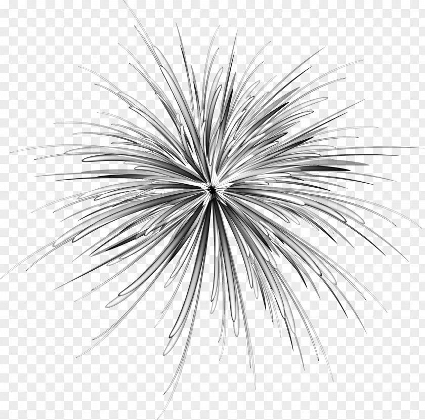 Hand Painted Black Dandelion And White PNG