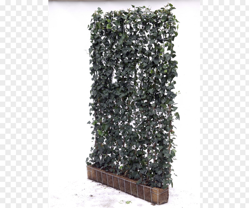 Hedera Common Ivy Garden Topiary Tree Houseplant PNG