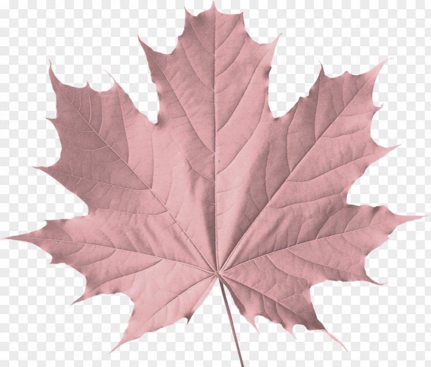 Leaf Sugar Maple Clip Art Autumn Color PNG