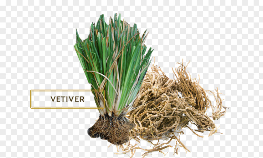 Oil Vetiver Essential Herb Perfume PNG