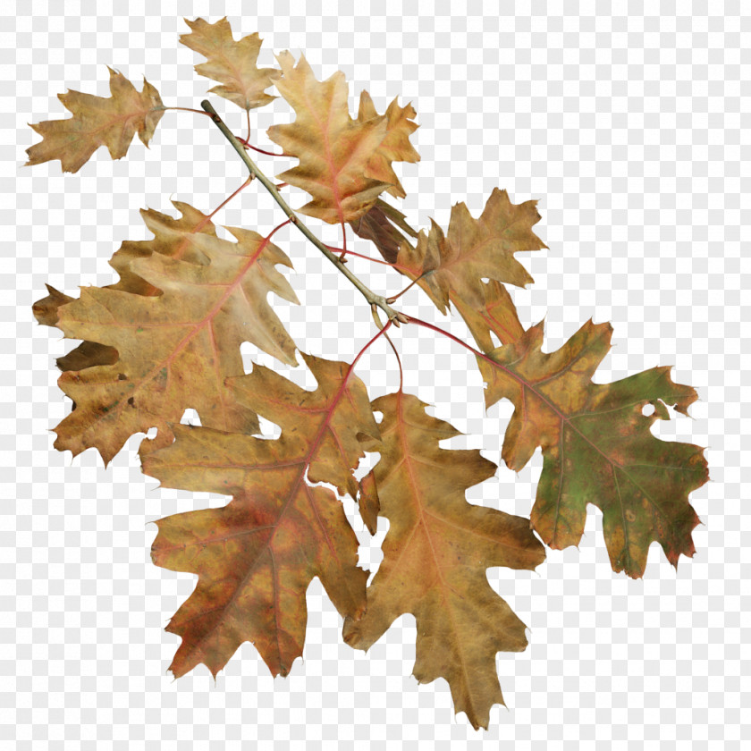 Tree Twig Northern Red Oak Willow Birch PNG