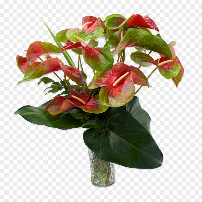 Tropical Anthurium Andraeanum Easter Lily Flower Rose Plant PNG