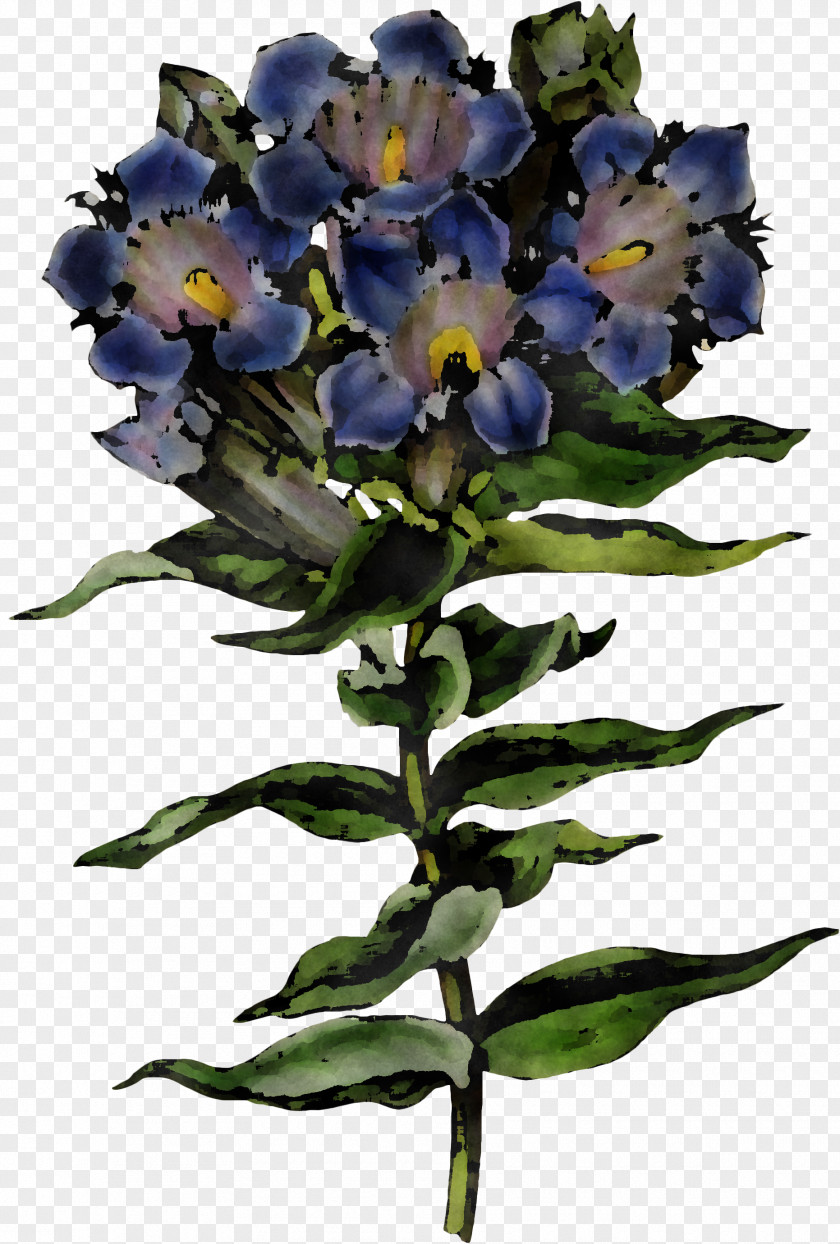Flower Plant Blue Violet Cut Flowers PNG
