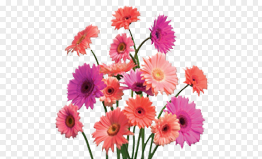 Flower Shower Desktop Wallpaper Common Daisy Clip Art PNG