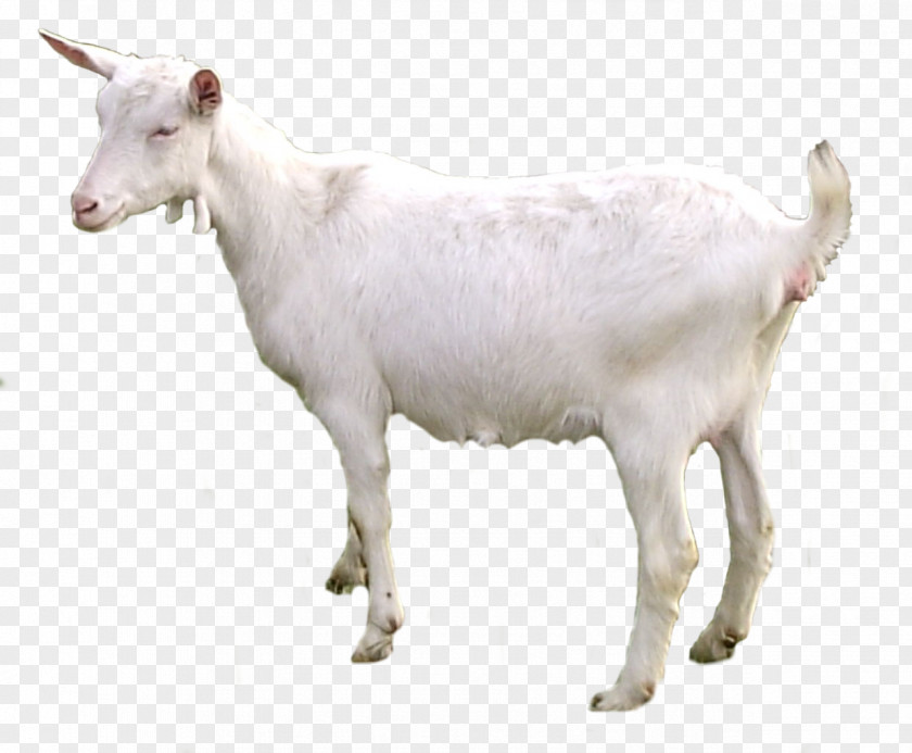 Goat Emily The Sheep Pack PNG