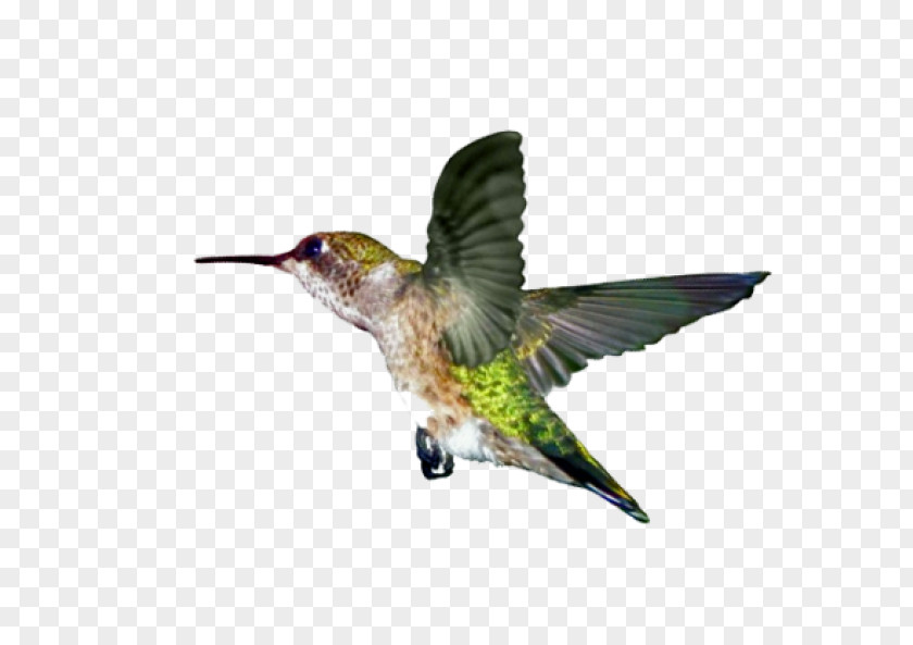 Hummingbird Ruby-throated Wing Beak PNG