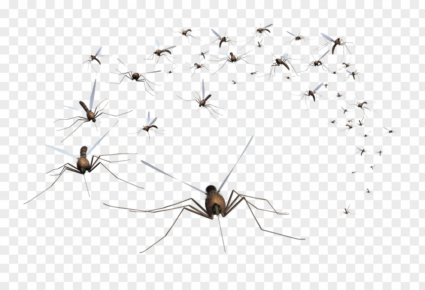 Mosquito American Control Association Pest PNG