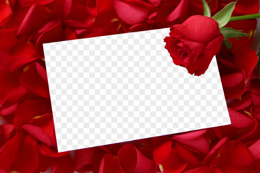 Mothers Day Picture Frames Rose Desktop Wallpaper Clip Art PNG