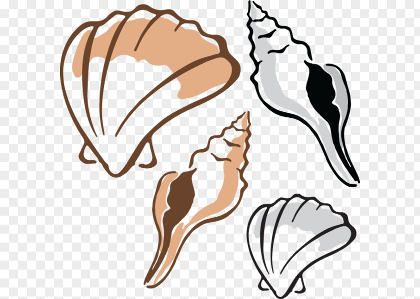 Seashell Clam Mussel Oyster Clip Art PNG
