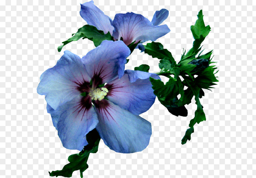BLUELOVER (Flowers) Blue Euclidean Vector PNG