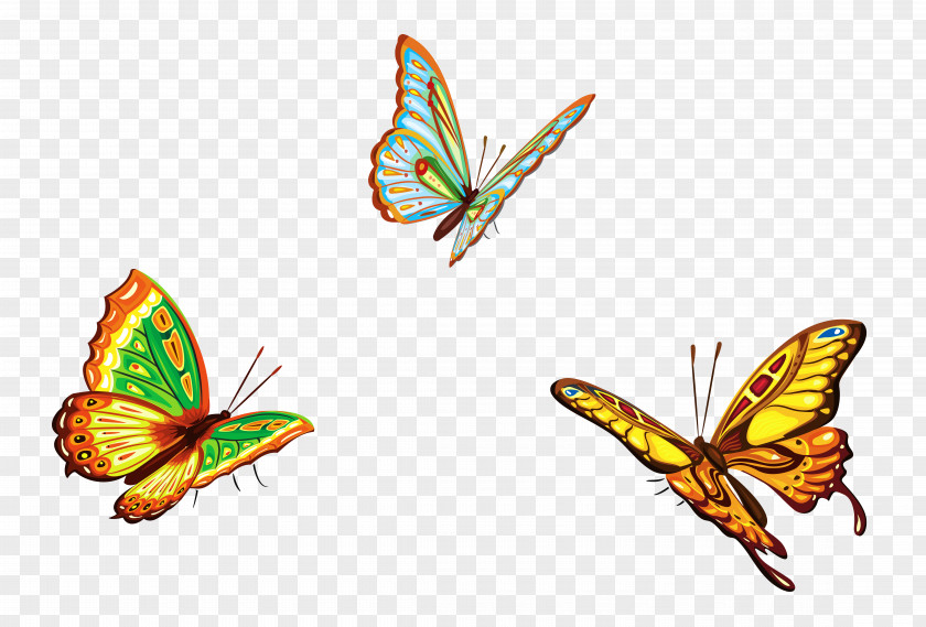 Three Butterflies Clipart Picture Butterfly Euclidean Vector Graphic Design Illustration PNG