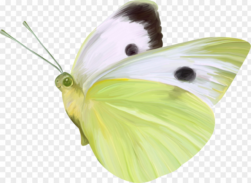 Butterfly Nymphalidae Gratis PNG