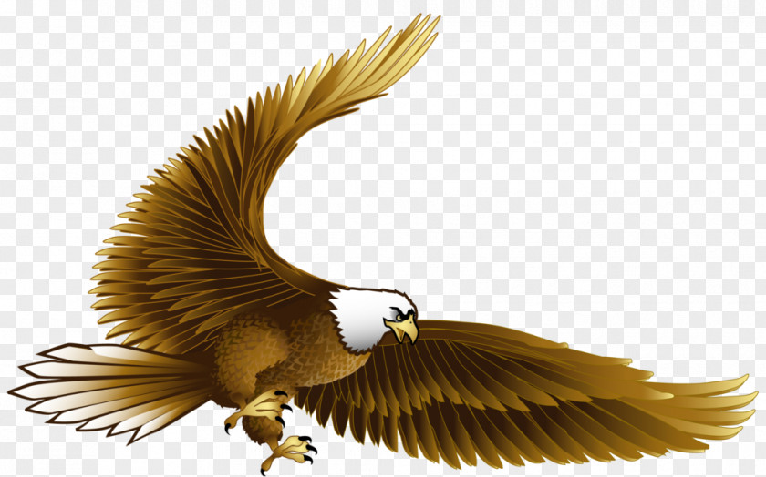 Eagle Bird Hawk Clip Art PNG