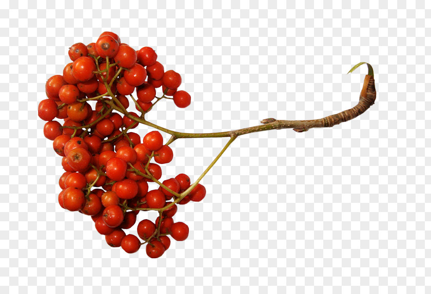 Magazine Sorbus Aucuparia Berry Clip Art PNG