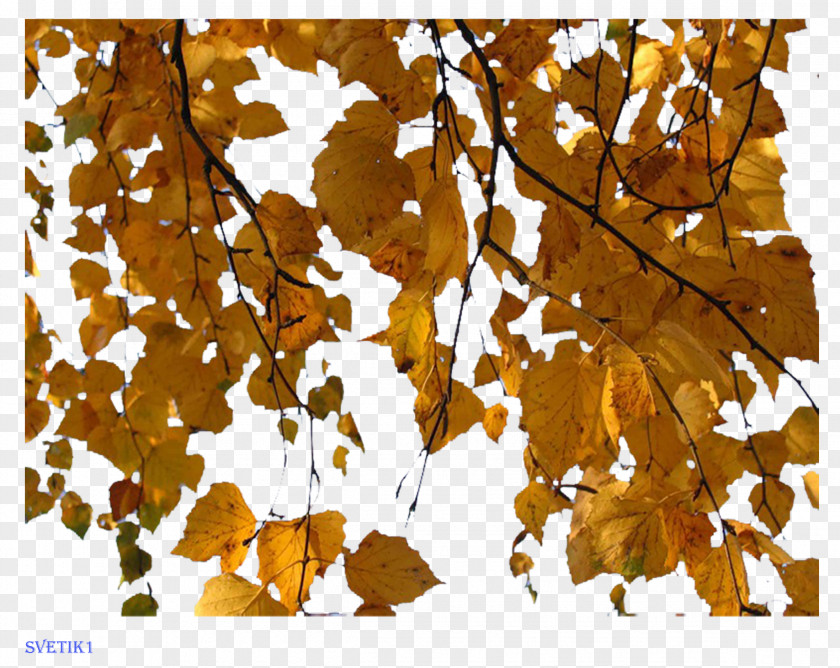 Autumn Birch Maple Leaf Clip Art PNG