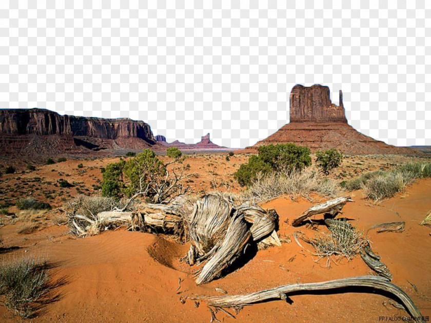 Desert Tree Oljato Monument Valley Tours West And East Mitten Buttes Totem Pole PNG