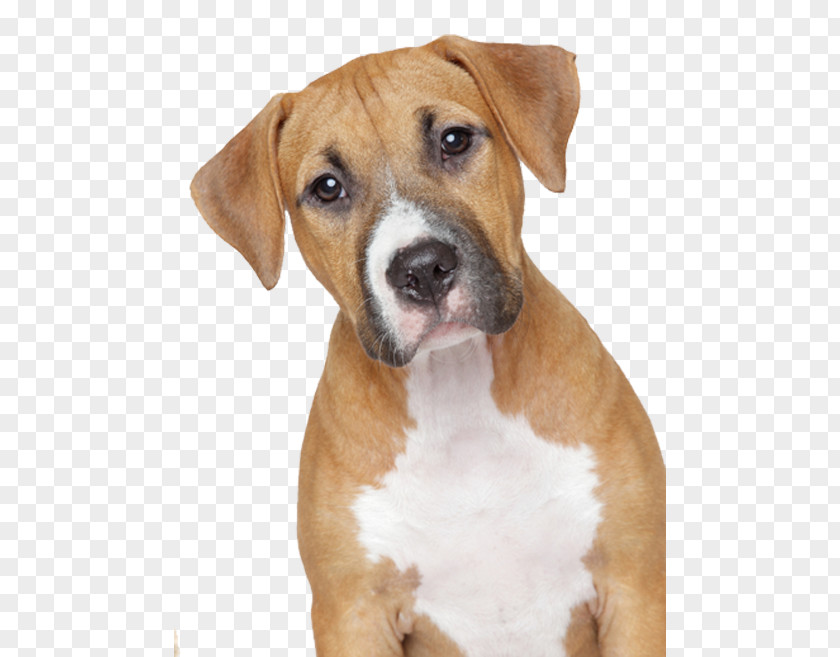 Dogs PNG clipart PNG