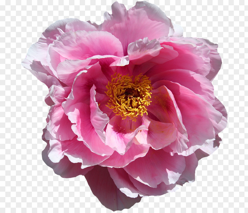 Flower Cabbage Rose Desktop Wallpaper Download Garden Roses PNG