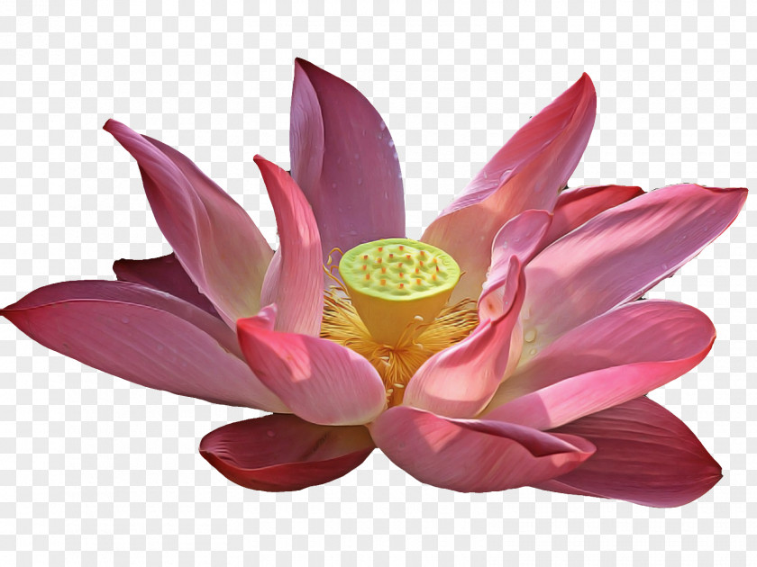 Lotus PNG