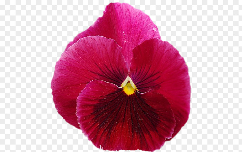 Pansy Magenta Annual Plant Petal PNG