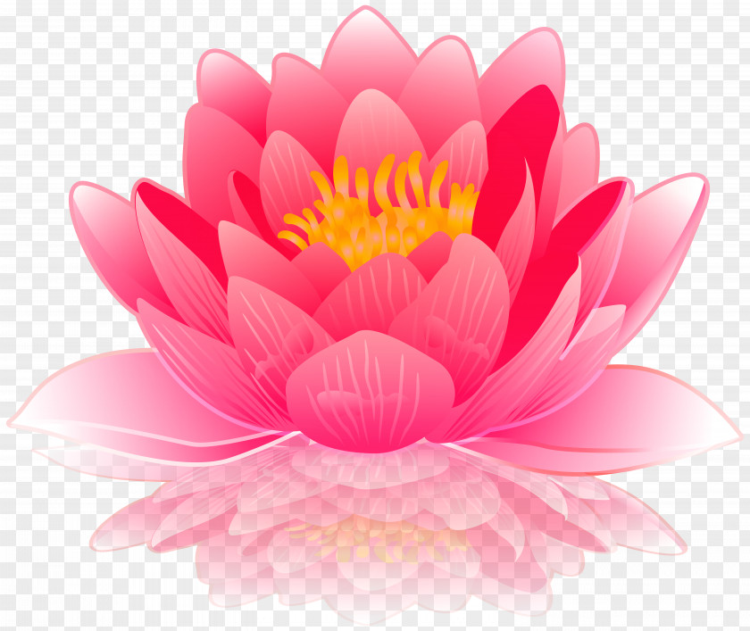 Pink Water Lily Clip Art Image Lilies Computer File PNG