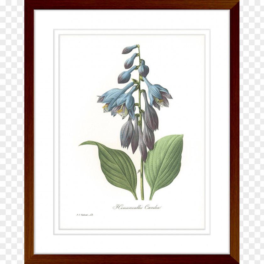 Wood Paper Botanical Illustration Printing Botany Giclée PNG