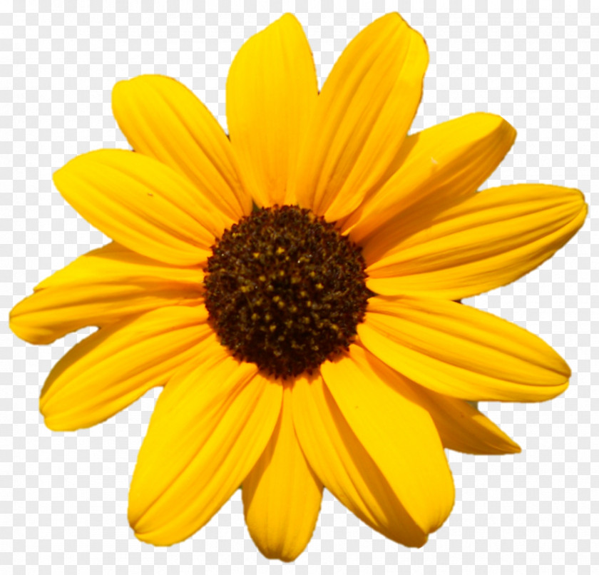 Desktop Wallpaper Common Sunflower Photography PNG