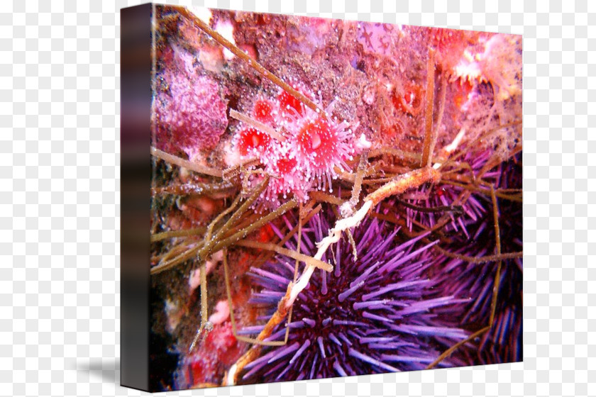Purple Sea Urchin Marine Biology PNG