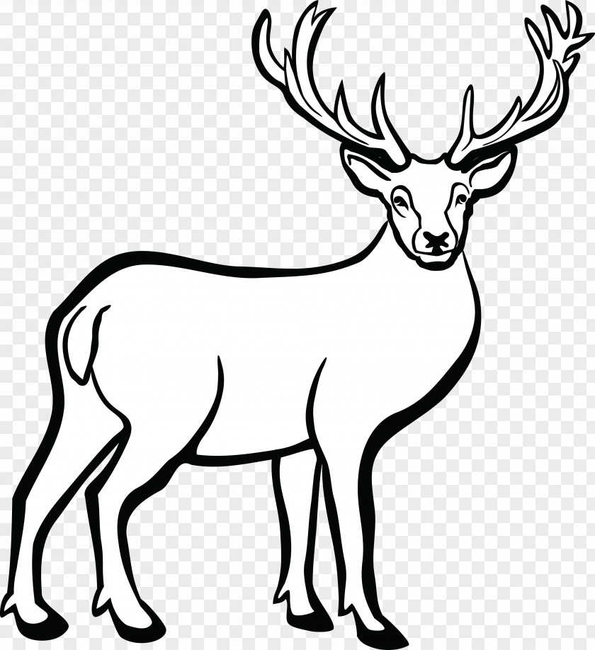 Deer White-tailed Line Art Clip PNG