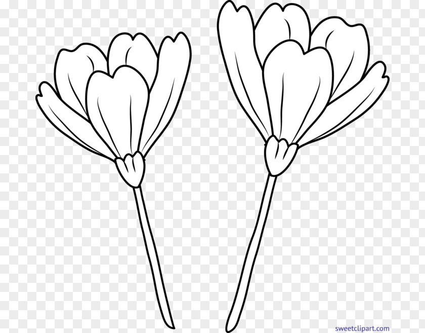 Flower Drawing Line Art Clip PNG