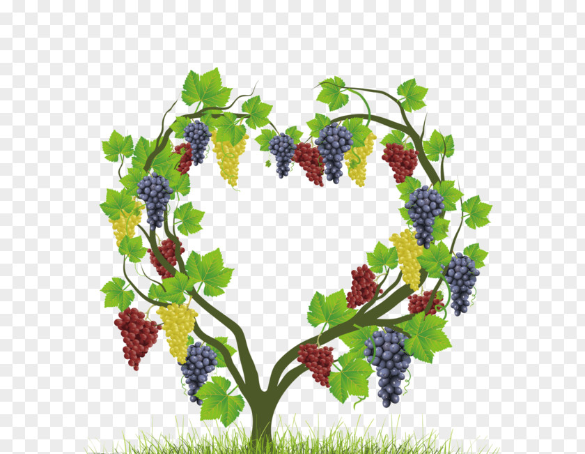 Heart-shaped Vines Common Grape Vine Heart Auglis PNG
