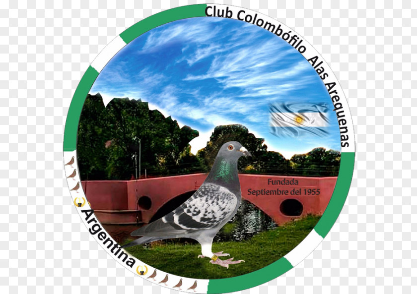 Milonga Homing Pigeon Rock Dove Keeping Ecosystem PNG