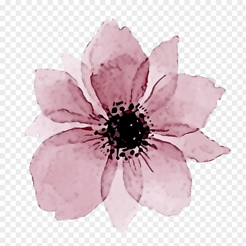 Petal Flower Pink Plant Anemone PNG