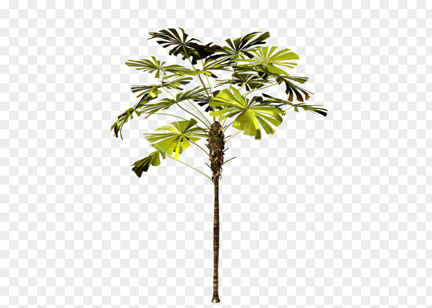 Tree Asian Palmyra Palm Trees Plants Branch PNG