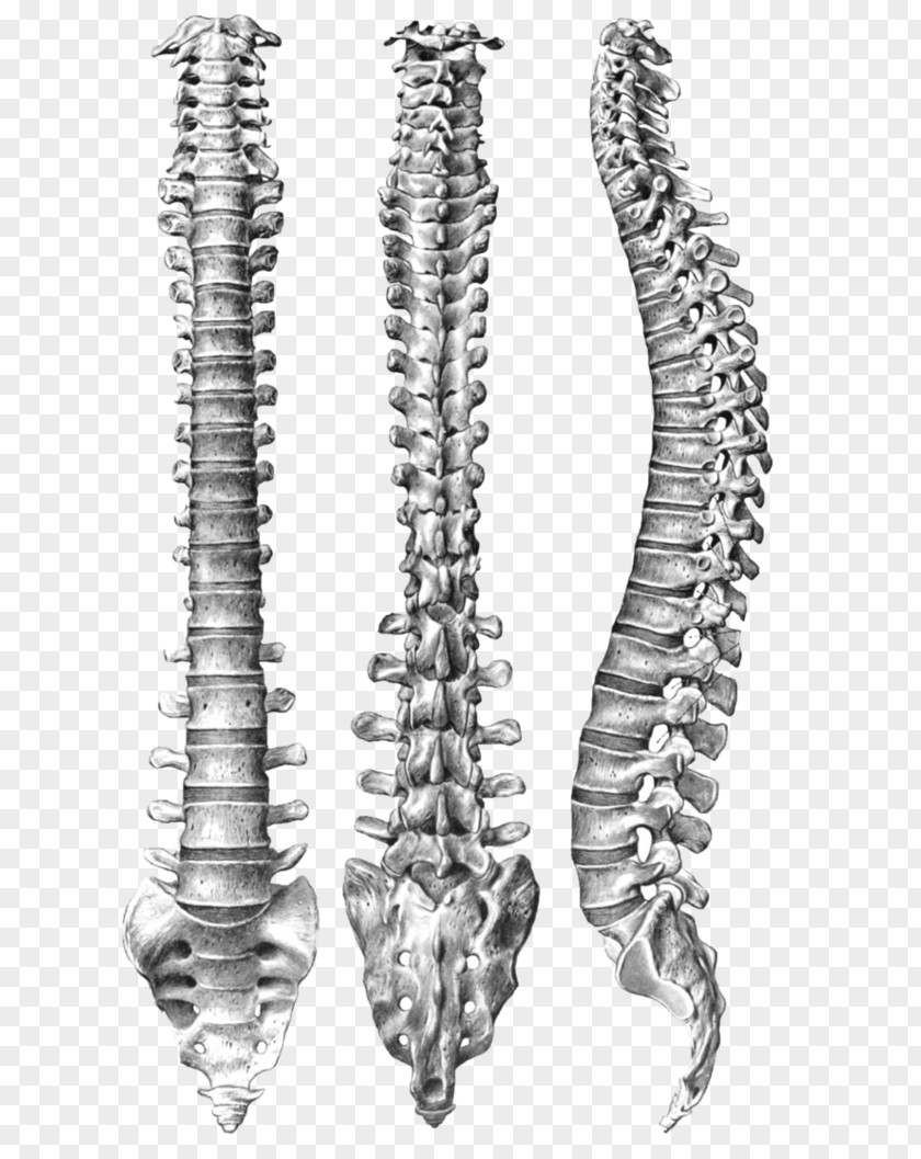 Vertebral Human Column Spinal Anatomy Body PNG