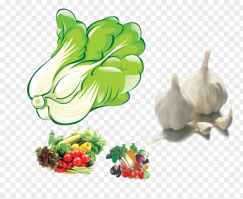 Cartoon Cabbage Chinese Napa PNG