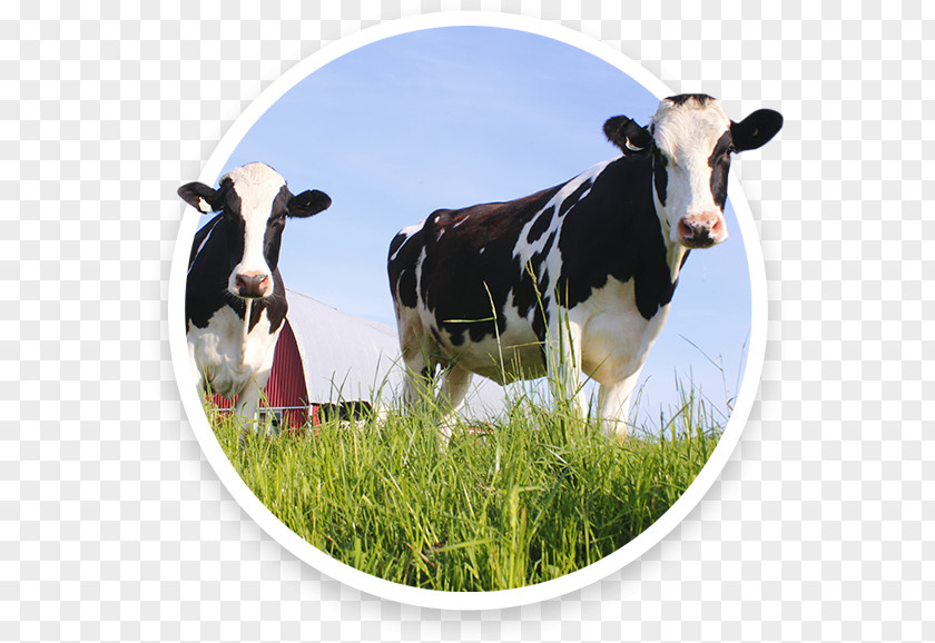 Spyryx Biosciences Inc Dairy Cattle Health Enhancement Products PNG